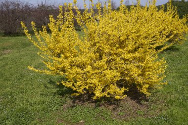 Forsythia çalılarının sarı çiçekleri