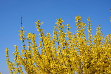 Forsythia çalılarının sarı çiçekleri