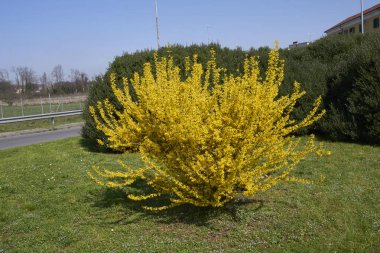 Forsythia çalılarının sarı çiçekleri
