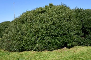 Phillyrea angustifolia çalılığı. Yaklaş.