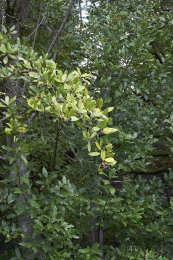 Laurus nobilis şubesi yakın.