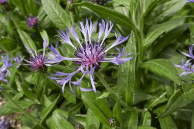 Centaurea montana mavi inflorescence
