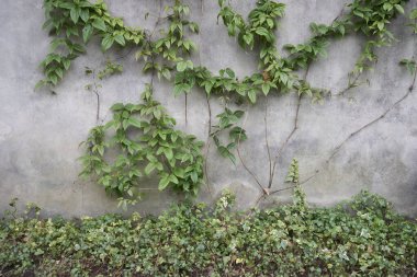 Clematis Montana bir duvara tırmanıyor.