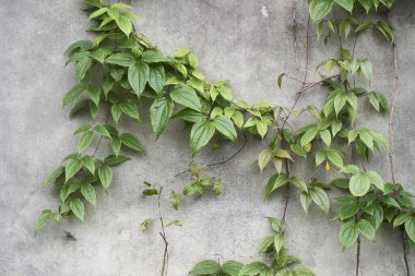 Clematis Montana bir duvara tırmanıyor.