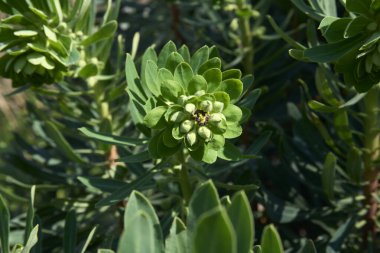 Çiçek açmış öforbiya