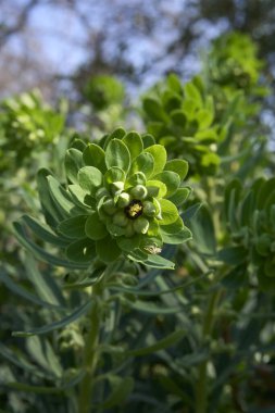 Çiçek açmış öforbiya