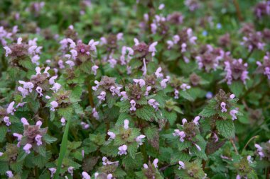 Lamium purpureum bitkisi çiçek açtı.