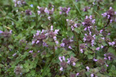 Lamium purpureum bitkisi çiçek açtı.