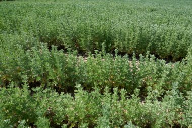 Artemisia Absinthium 'un organik yetiştirilmesi