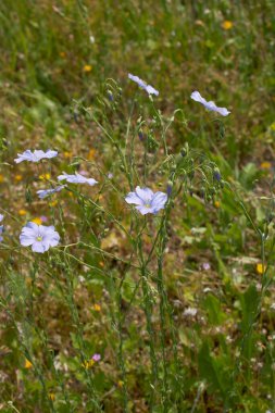 Linum perenne bitkisinden açık mavi çiçekler