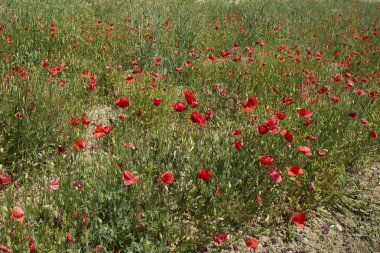 Çiçek açmış papaver rhoeas
