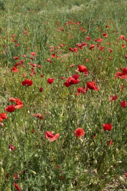 Çiçek açmış papaver rhoeas