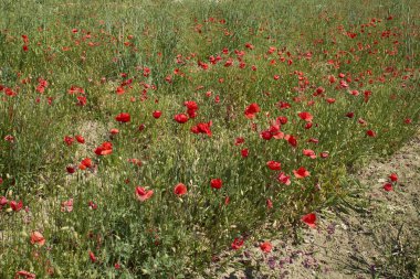 Çiçek açmış papaver rhoeas
