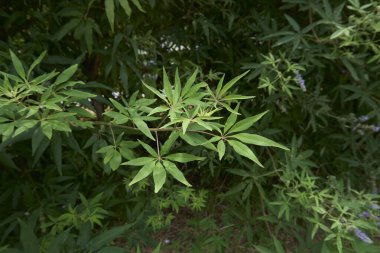 Vitex agnus-castus çalılığının leylak ve beyaz çiçeği