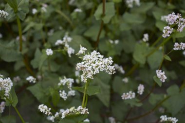 İtalya 'da karabuğday tarlası