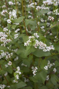 karabuğday tarlası İtalya 'da