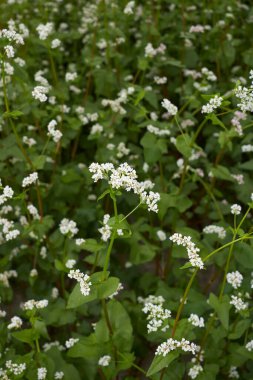 karabuğday tarlası İtalya 'da