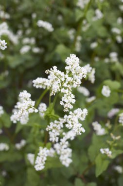karabuğday tarlası İtalya 'da