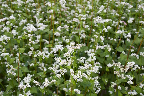 karabuğday tarlası İtalya 'da