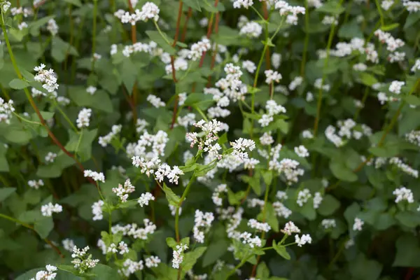 karabuğday tarlası İtalya 'da