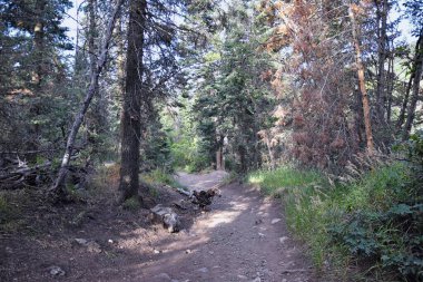 At Kuyruğu Şelalesi, Dry Creek Kanyonu 'nda yürüyüş parkuru, Lone Peak Wilderness, Wasatch Front Rocky Dağları boyunca, Alpine Utah. ABD.