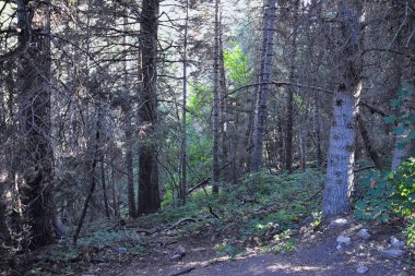 At Kuyruğu Şelalesi, Dry Creek Kanyonu 'nda yürüyüş parkuru, Lone Peak Wilderness, Wasatch Front Rocky Dağları boyunca, Alpine Utah. ABD.