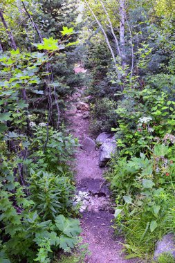 At Kuyruğu Şelalesi, Dry Creek Kanyonu 'nda yürüyüş parkuru, Lone Peak Wilderness, Wasatch Front Rocky Dağları boyunca, Alpine Utah. ABD.