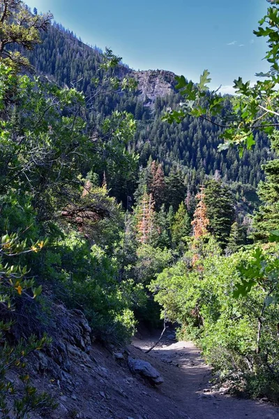Horsetail Falls Hiking Trail Dry Creek Canyon Lone Peak Wilderness — Stock Photo, Image