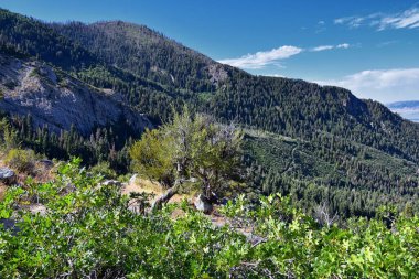 At Kuyruğu Şelalesi, Dry Creek Kanyonu 'ndaki yürüyüş yolundan, Lone Peak Wilderness' tan Wasatch Front Rocky Dağları boyunca, Alpine Utah 'tan manzaralı. ABD.