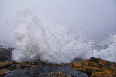 Cape Perpetua Çarpışan Dalgalar ve Dalgalar Oregon Sahili sis manzaralı Thor 'un Kuyusu ve Kaptan Cook Patikası' nda püsküren boynuz. ABD.