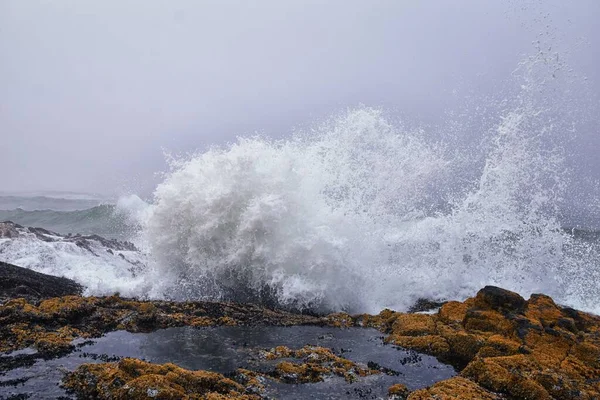 Cape Perpetua Crashing Waves Tide Pools Oregon Coast Fog Views — Stock fotografie