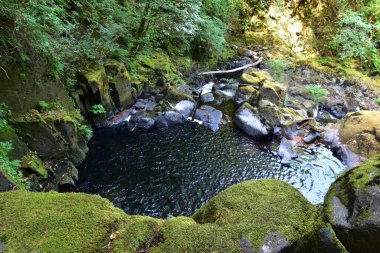 Mapleton Oregon yakınlarındaki yürüyüş yolu boyunca Sweet Creek Falls Şelalesi. Amerika.