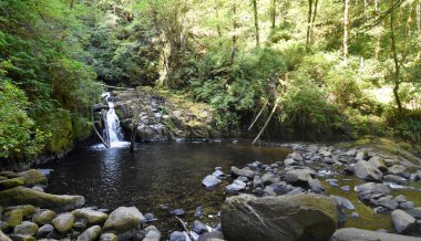Mapleton Oregon yakınlarındaki yürüyüş yolu boyunca Sweet Creek Falls Şelalesi. Amerika.