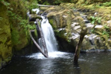 Mapleton Oregon yakınlarındaki yürüyüş yolu boyunca Sweet Creek Falls Şelalesi. Amerika.