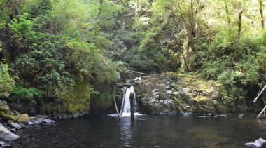 Mapleton Oregon yakınlarındaki yürüyüş yolu boyunca Sweet Creek Falls Şelalesi. Amerika.