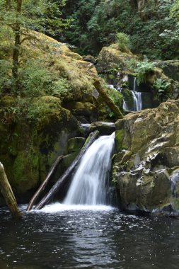 Mapleton Oregon yakınlarındaki yürüyüş yolu boyunca Sweet Creek Falls Şelalesi. Amerika.