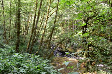 Mapleton Oregon yakınlarındaki Sweet Creek Şelalesi 'nde yürüyüş yolu manzarası. Amerika.