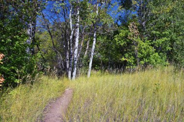 Hamongog yürüyüş yolu Lone Peak Wilderness, Wasatch Front Rocky Mountains, Alpine, Utah 'ı gösteriyor. Amerika.