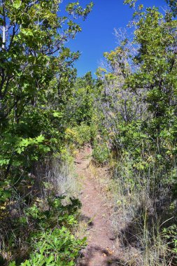 Hamongog yürüyüş yolu Lone Peak Wilderness, Wasatch Front Rocky Mountains, Alpine, Utah 'ı gösteriyor. Amerika.