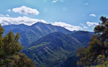 Macaque uzun kuyruklu maymun Phuket cins Macaca selamlayıcı maymunlar Cercopithecinae Tayland ve Asya
