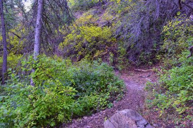 Bear Canyon yürüyüş yolu manzarası Timpanogos Tepesi Wasatch Sıradağları, Utah. ABD.  