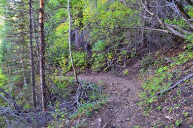 Bear Canyon yürüyüş yolu manzarası Timpanogos Tepesi Wasatch Sıradağları, Utah. ABD.  