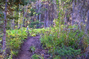 Bear Canyon yürüyüş yolu manzarası Timpanogos Tepesi Wasatch Sıradağları, Utah. ABD.  