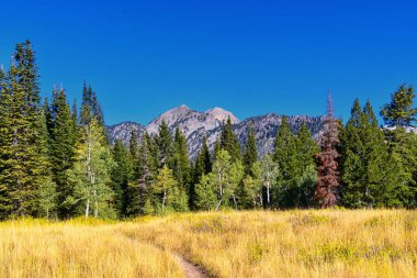Bear Canyon yürüyüş yolu manzarası Timpanogos Tepesi Wasatch Sıradağları, Utah. ABD.  