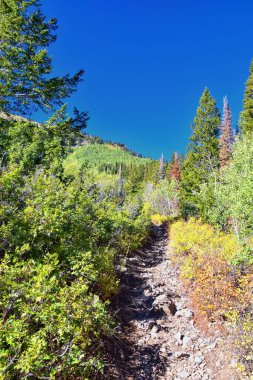 Bear Canyon yürüyüş yolu manzarası Timpanogos Tepesi Wasatch Sıradağları, Utah. ABD.  