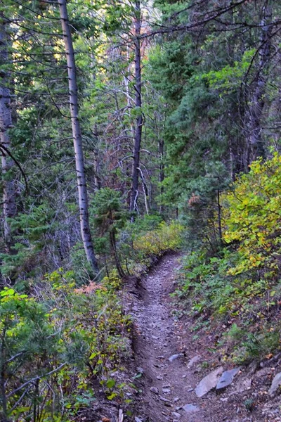 Bear Canyon yürüyüş yolu manzarası Timpanogos Tepesi Wasatch Sıradağları, Utah. ABD.  