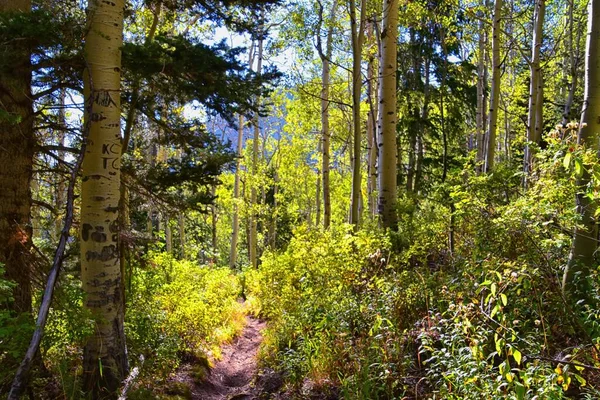 ベアキャニオンのハイキングトレイルビューマウントティンパゴスピークウォッチレンジ ユタ州 アメリカ — ストック写真
