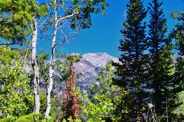 Bear Canyon Hiking Trail Views Mount Timpanogos Peak Wasatch Range — Stock Photo, Image