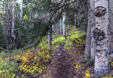 Deseret Peak yürüyüş yolu Stansbury Dağları, Oquirrh Dağları, Rocky Dağları, Utah. Amerika.  