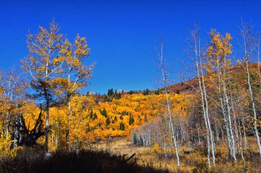 Utah 'taki Wasatch Dağları' nda Timpanogos 'un Pine Hollow yürüyüş yolu manzarası. Amerika.  